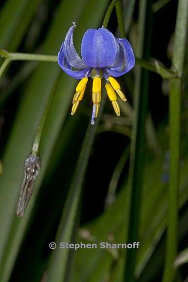 dianella tasmanica 1 graphic